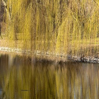 vrba
