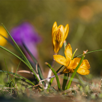  Krokus.