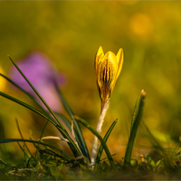 Krokus.