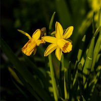 Narcis žlutý.