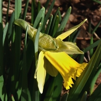 Letos první narcis