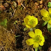 Talovín