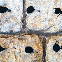 lepenci