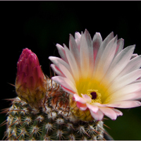 Notocactus rutilans