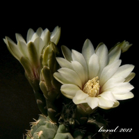 Gymnocalycium baldianum