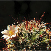 Mammillaria jaliscana