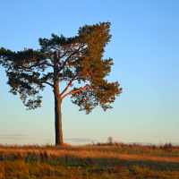 Strom samotář 