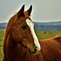 Zamyšlený 