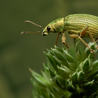 Listohlod