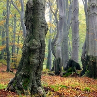 Nemocný