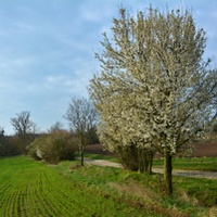 Jaro