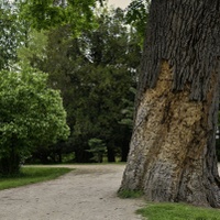 Věkovitý