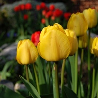Tulipánová