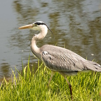 volavka 
