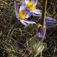 pod ochranou