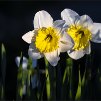Narcis.