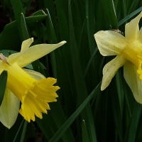 Narcis
