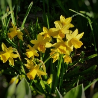 Narcisky