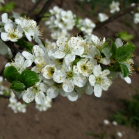 Slivovicovník