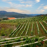 Vinice