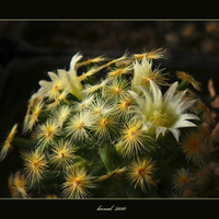 Mmmillaria schmidigera