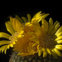 Pparodia mutabilis