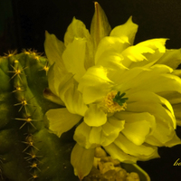 Echinocereus subinermis