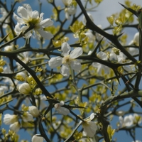 Citronečník trojlistý - Poncirus trifoliata L., 1838
