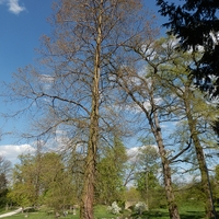 Tisovec dvouřadý