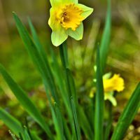Narcisky