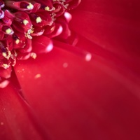 Gerbera
