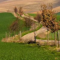 Stavěšická klikatice.