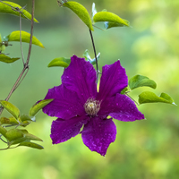 Clematis.