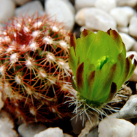 Echinocereus viridiflorus