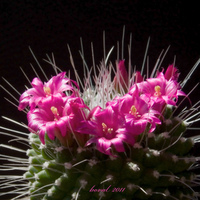 Mammillaria spinosissima