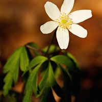 Sasanka