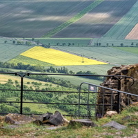 řepkové pole