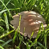 Špička