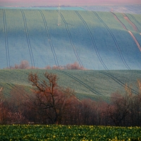 Polní křivky