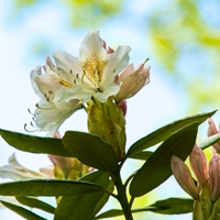 Rododendron