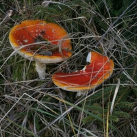 Prašivkárium XLIII