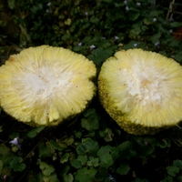Maklura oranžová - Maclura pomifera (Raf.) C. K. Schneid.