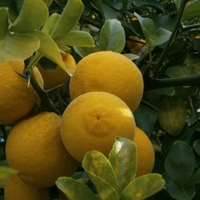  Citronečník trojlistý (Poncirus trifoliata L., 1838)