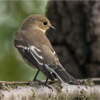 Lejsek černohlavý.