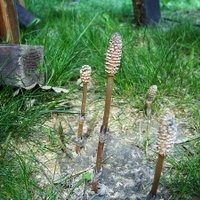 Přeslička rolní - jarní lodyha