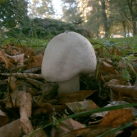 Prašivkárium XLVII