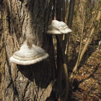 Prašivkárium XLVIII