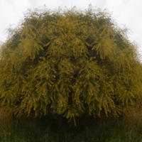 Svítel (jasanovec) latnatý