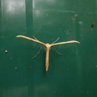 Pernatuška (snad svlačcová, ví někdo?)