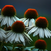 Třapatka ( rudbékie)